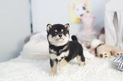 Shiba Inu puppy from Las Vegas