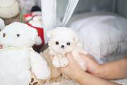 fluffy white maltese puppy from Juneau