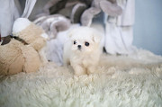 fluffy white maltese puppy from Juneau