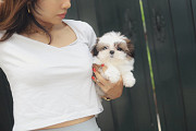 Lovely shih tzu puppy from Atlanta
