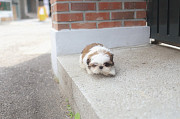 Lovely shih tzu puppy from Atlanta