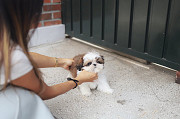 Lovely shih tzu puppy from Atlanta