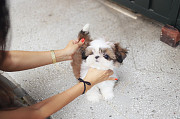 Lovely shih tzu puppy from Atlanta