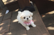 Lovely Maltese puppy from Phoenix