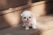 Lovely Maltese puppy from Phoenix