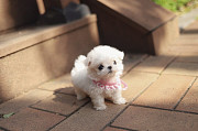 Lovely Maltese puppy from Phoenix