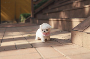 Lovely Maltese puppy from Phoenix