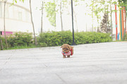 Lovely toy poodle puppy (maltipoo puppy) from Salt Lake City