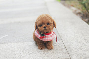 Lovely toy poodle puppy (maltipoo puppy) from Salt Lake City