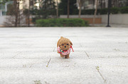 Lovely toy poodle puppy (maltipoo puppy) from Salt Lake City