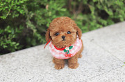 Lovely toy poodle puppy (maltipoo puppy) from Salt Lake City