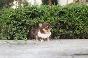 Lovely long-haired chihuahua puppy from Jefferson City