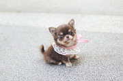 Lovely long-haired chihuahua puppy from Jefferson City