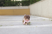 Lovely long-haired chihuahua puppy from Jefferson City