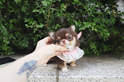 Lovely long-haired chihuahua puppy from Jefferson City