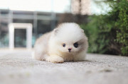 Lovely pomeranian puppy from Augusta