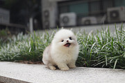 Lovely pomeranian puppy from Augusta