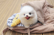 Lovely pomeranian puppy from Augusta