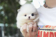 Lovely pomeranian puppy from Augusta