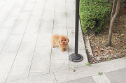 Lovely small fluffy toy poodle (maltipoo puppy) from Coconut Grove