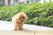 Lovely small fluffy toy poodle (maltipoo puppy) from Coconut Grove