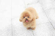 Lovely small fluffy toy poodle (maltipoo puppy) from Coconut Grove