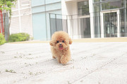 Lovely small fluffy toy poodle (maltipoo puppy) from Coconut Grove