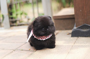 Lovely black pomeranian puppy from Concord