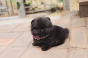 Lovely black pomeranian puppy from Concord