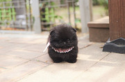 Lovely black pomeranian puppy from Concord