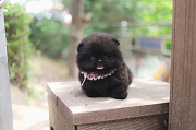 Lovely black pomeranian puppy from Concord