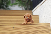Lovely toy poodle puppy from Cockeysville