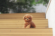 Lovely toy poodle puppy from Cockeysville