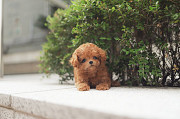 Lovely toy poodle puppy from Cockeysville