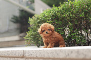 Lovely toy poodle puppy from Cockeysville