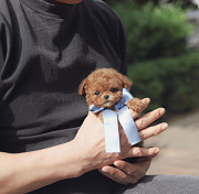 Lovely toy poodle puppy (maltipoo puppy) from Columbia