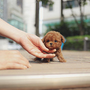 Lovely toy poodle puppy (maltipoo puppy) from Columbia