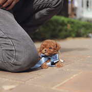 Lovely toy poodle puppy (maltipoo puppy) from Columbia