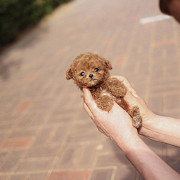 Lovely toy poodle puppy (maltipoo puppy) from Columbia