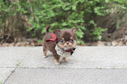 Lovely long-haired chihuahua puppy from Dallas