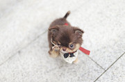 Lovely long-haired chihuahua puppy from Dallas