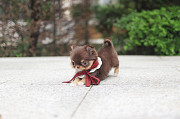 Lovely long-haired chihuahua puppy from Dallas