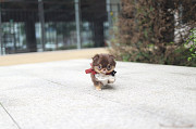 Lovely long-haired chihuahua puppy from Dallas