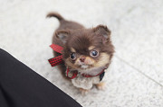 Lovely long-haired chihuahua puppy from Dallas