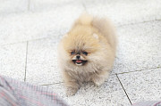 Lovely pomeranian with beautiful eyes from Dale City