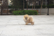 Lovely pomeranian with beautiful eyes from Dale City