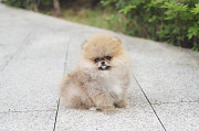 Lovely pomeranian with beautiful eyes from Dale City