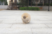 Lovely pomeranian with beautiful eyes from Dale City
