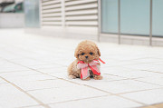 Lovely toy poodle puppy from Dalton