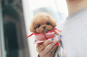 Lovely toy poodle puppy from Dalton